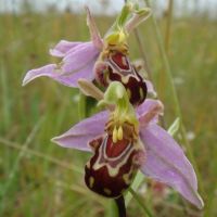 Learning Meadow Grasses and Flowers at Farthing Downs